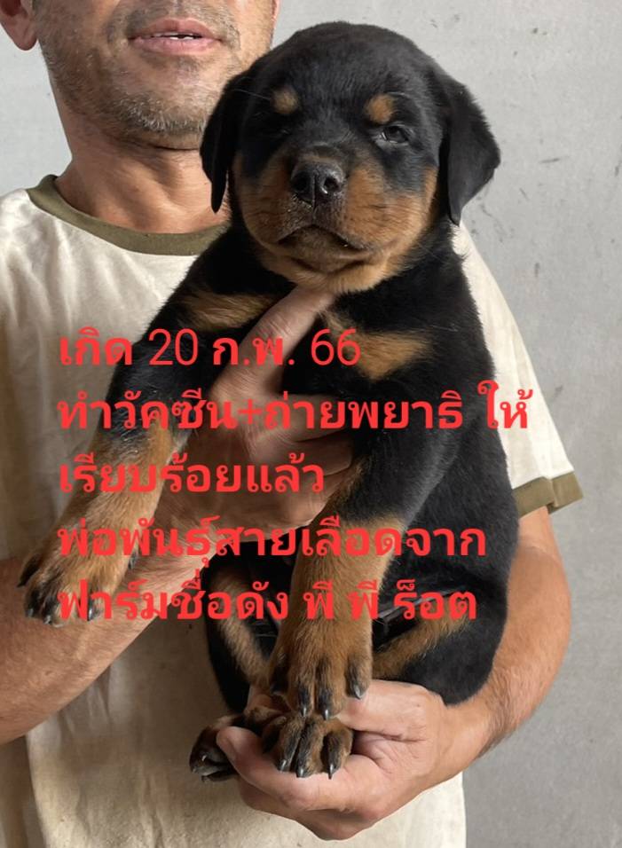 ลูกสุนัขร็อตไวเลอร์ ตัวใหญ่หุ่นหมี กะโหลกโต สายเลือดฟาร์มชื่อดัง จาก kankarnclub