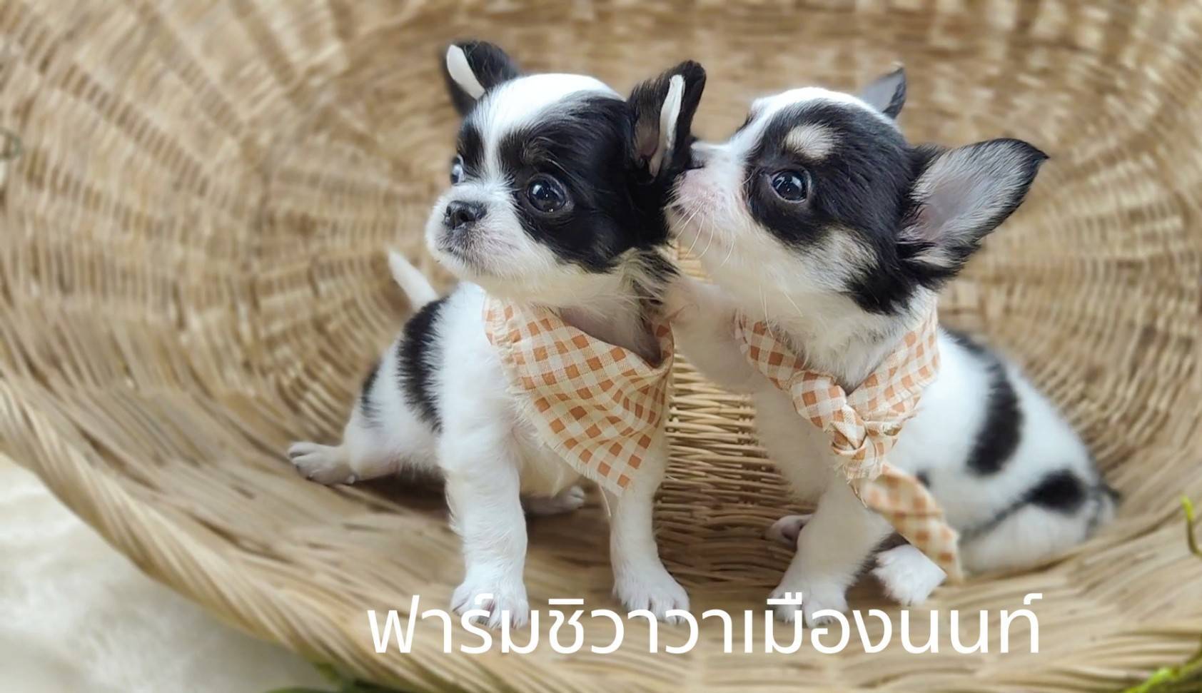 สาวโปปี้