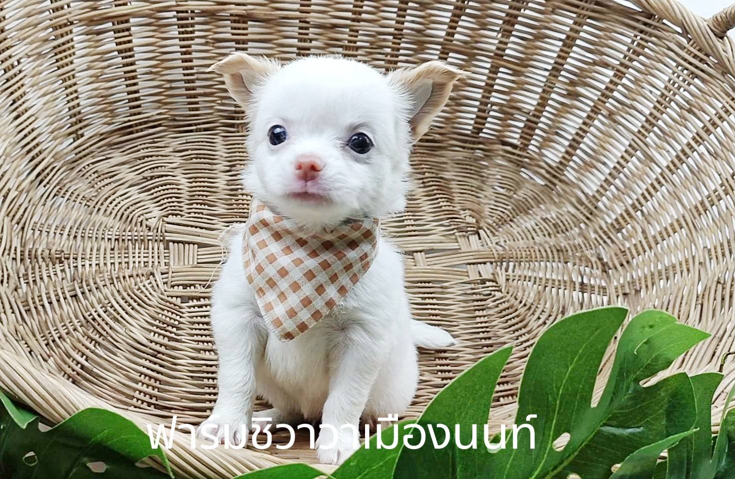 หนุ่มสงกรานต์