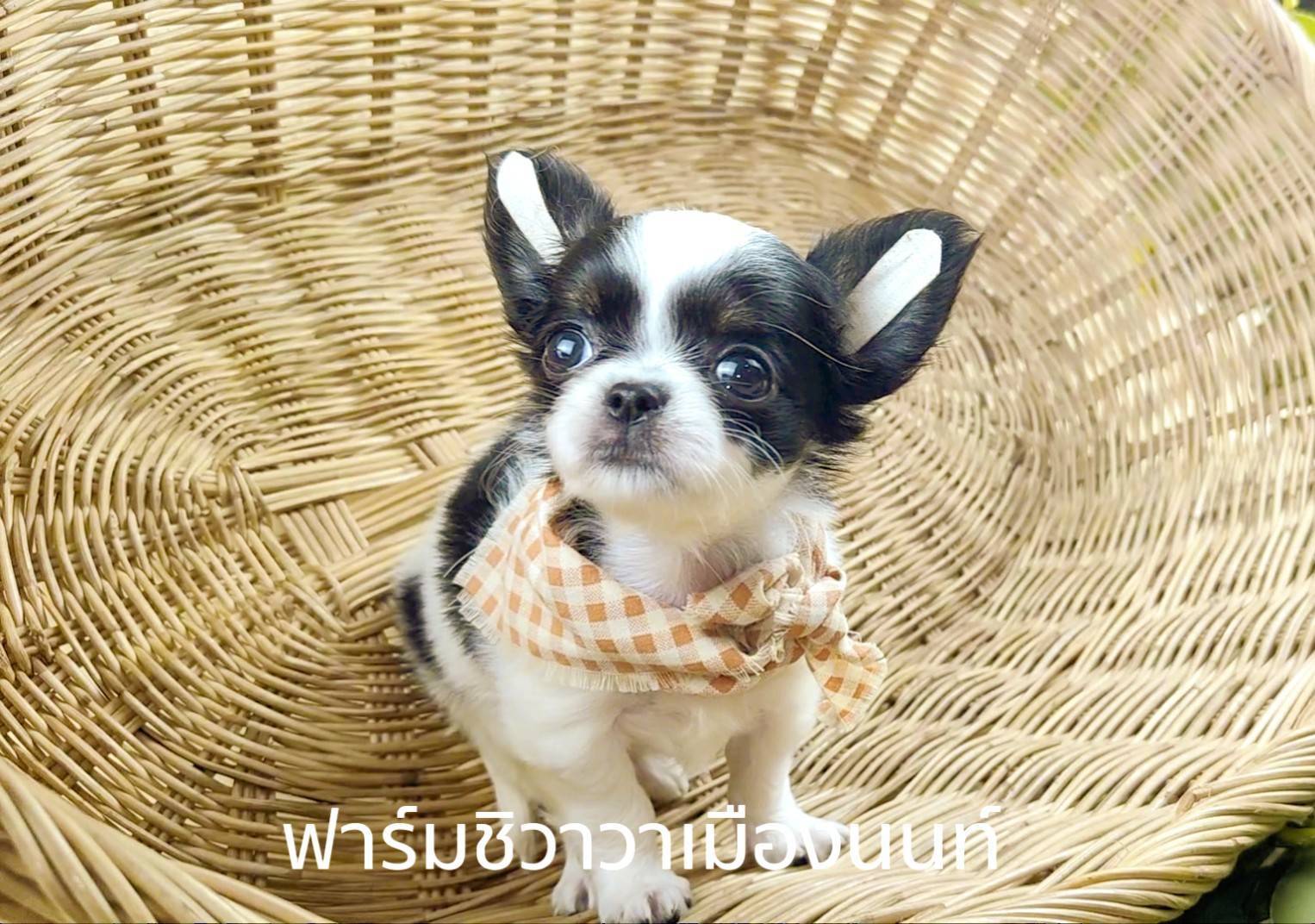 สาวโปปี้