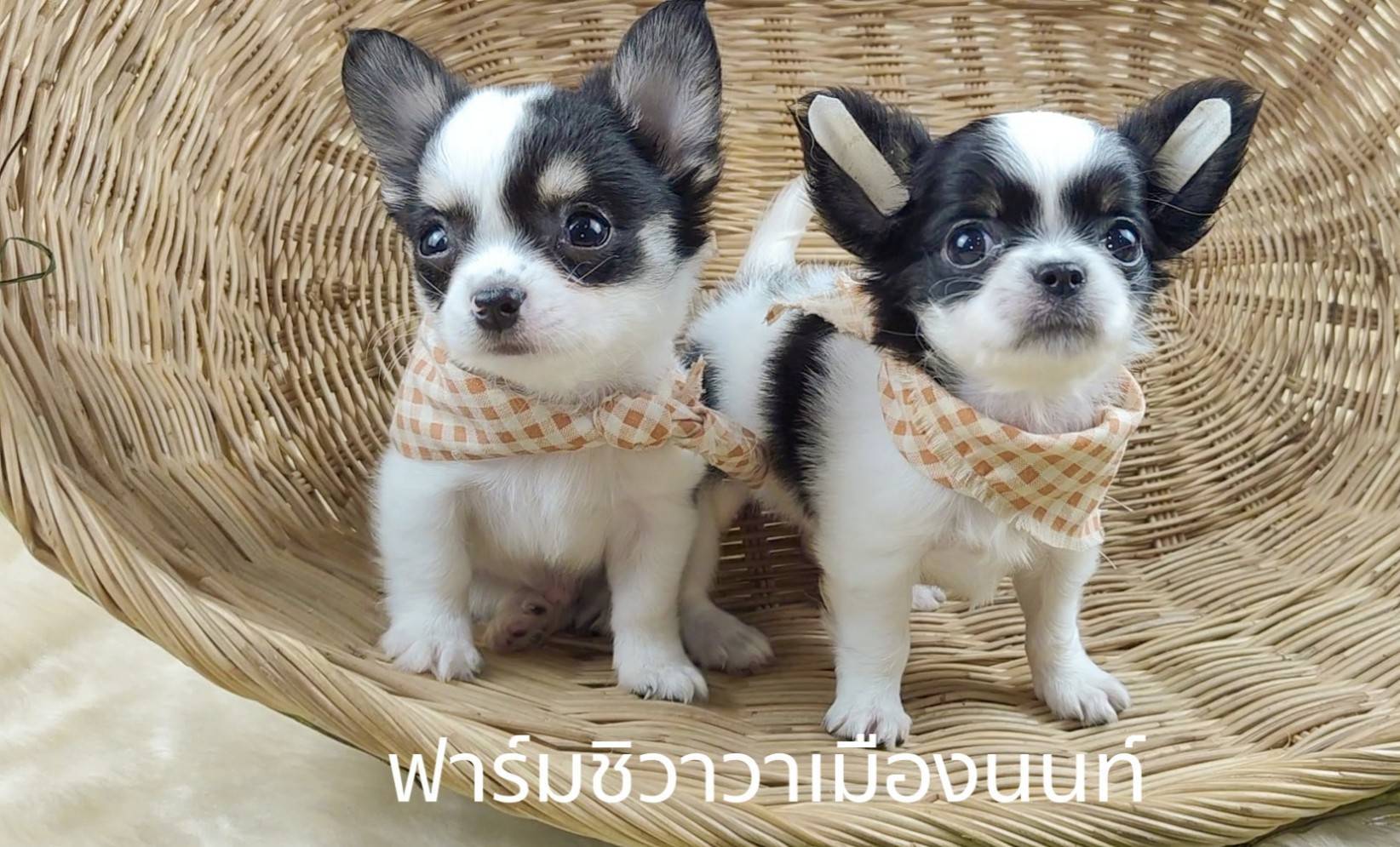 สาวโปปี้