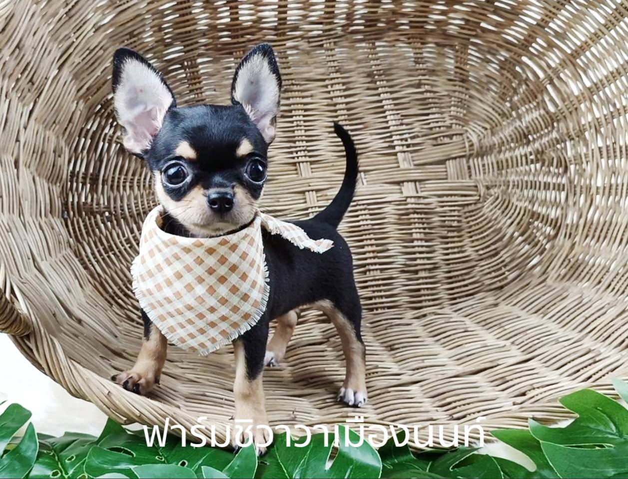 สาวปูเป้