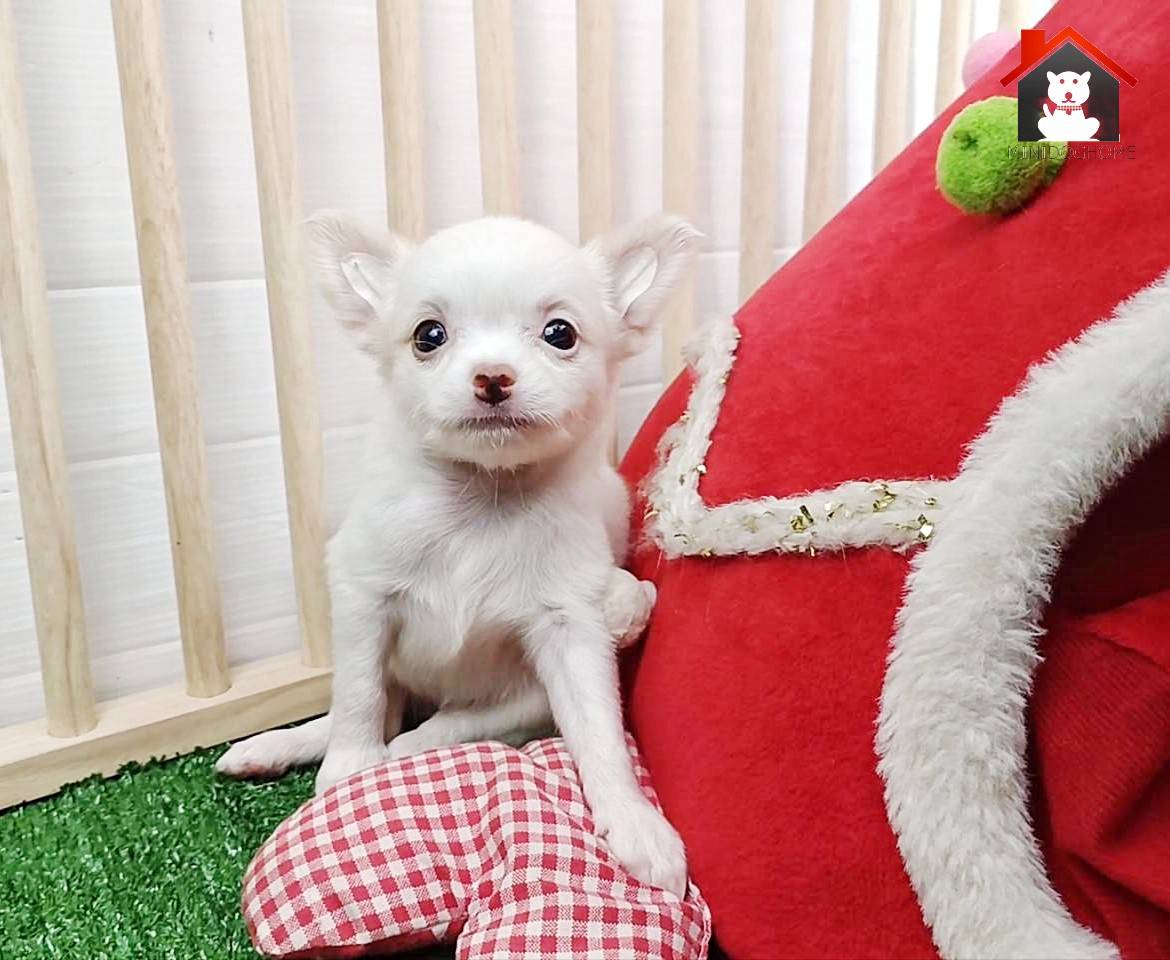 ดญ ชีร่า