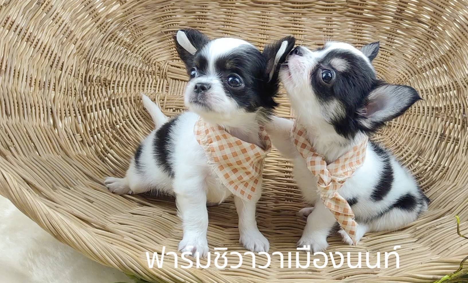 สาวโปปี้