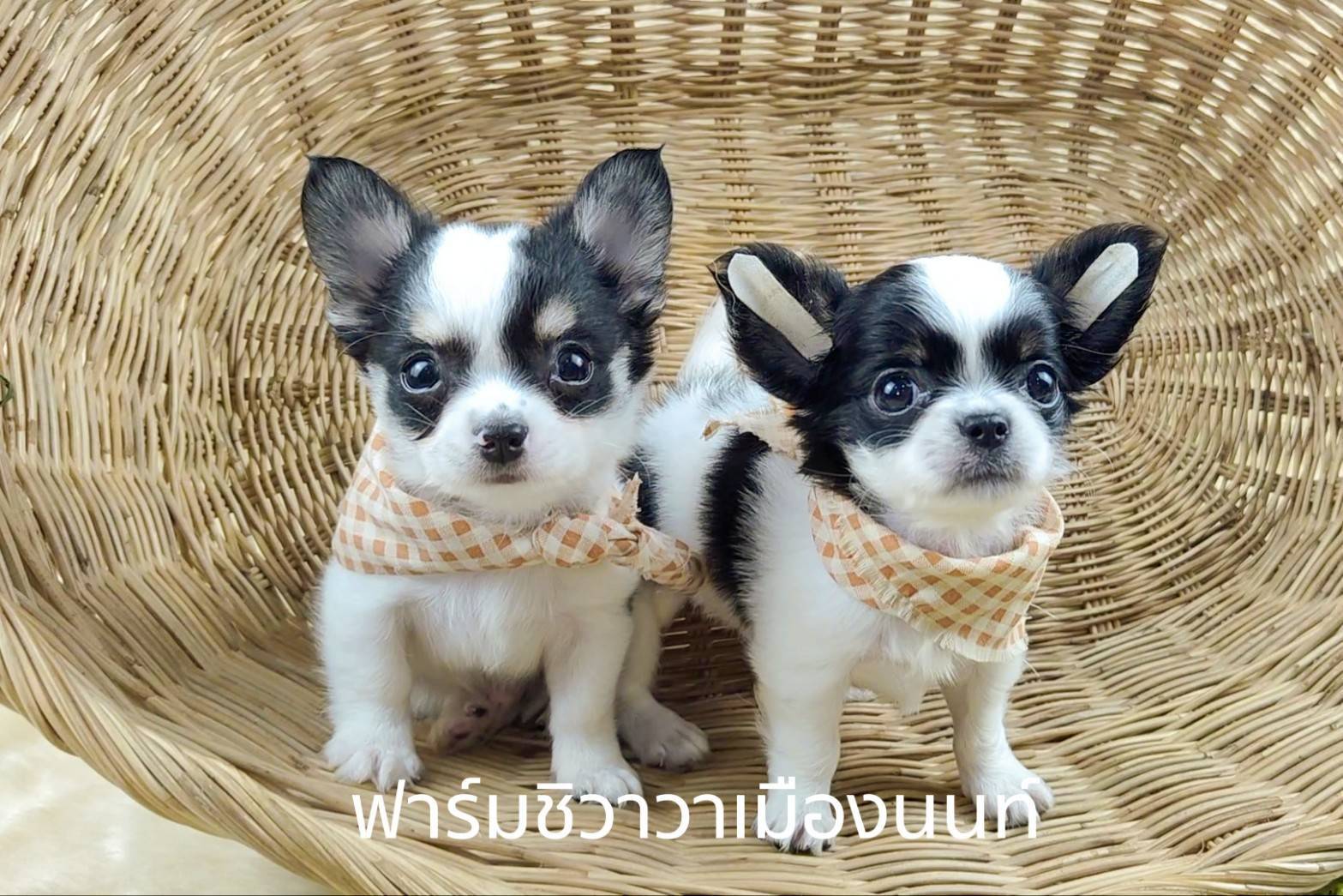 สาวโปปี้