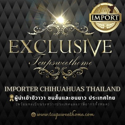 IMPORTER CHIHUAHUAS THAILAND