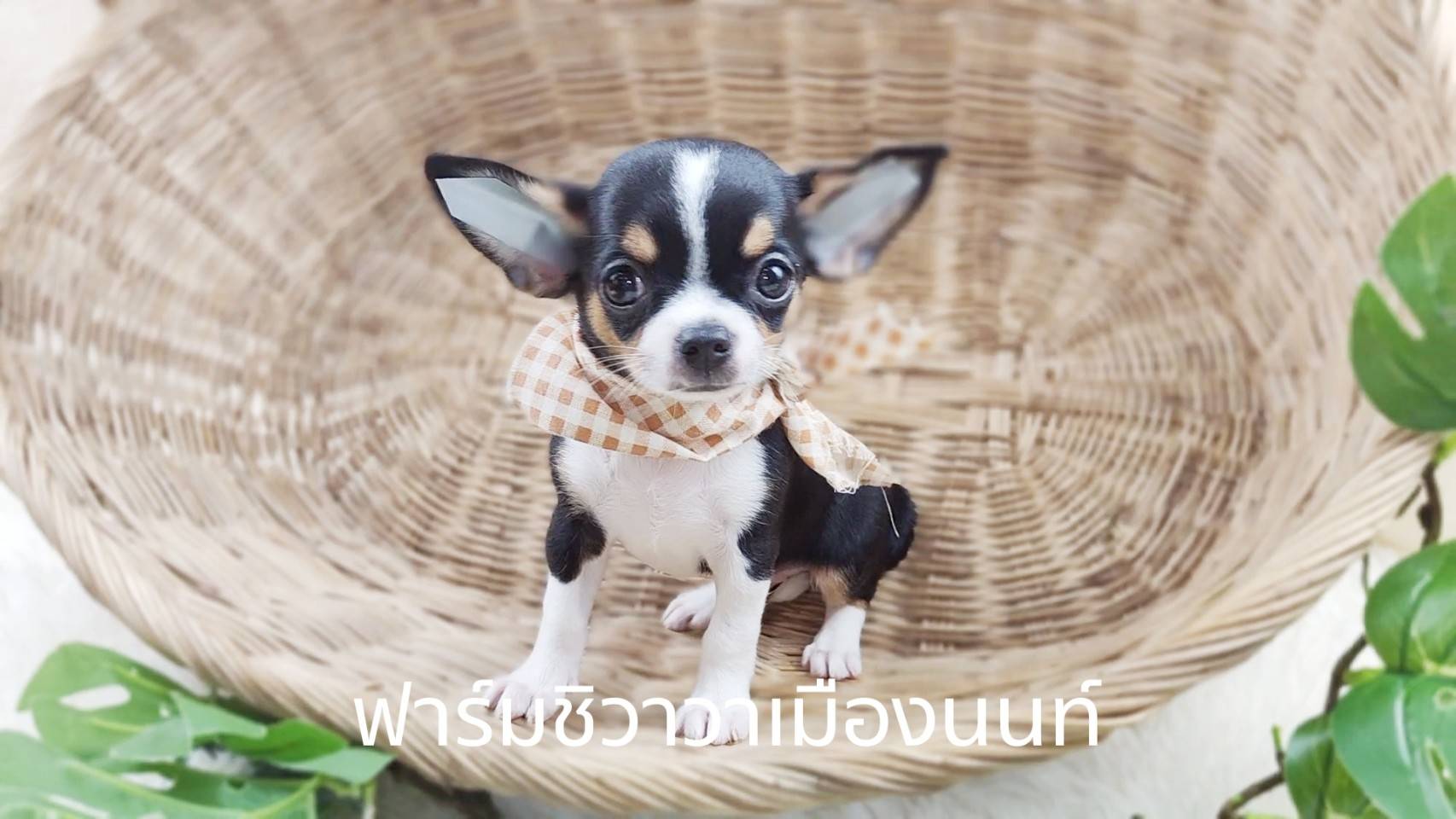 หนุ่มน้ำพุ ฟาร์มชิวาวาเมืองนนท์