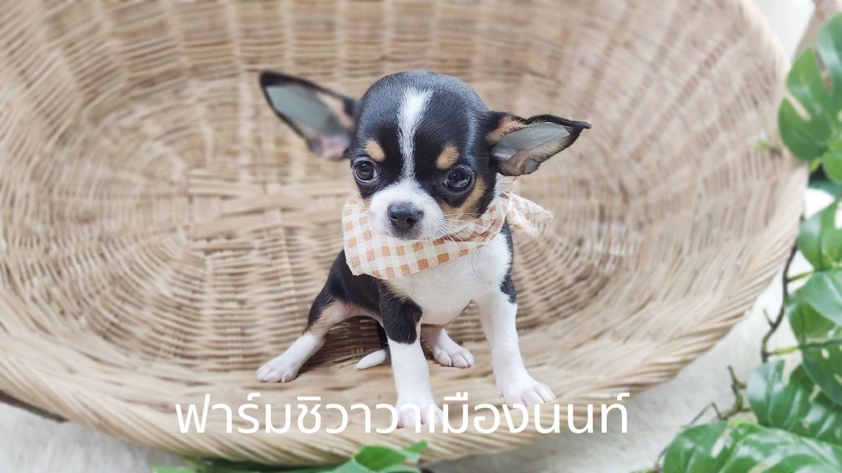 หนุ่มน้ำพุ ฟาร์มชิวาวาเมืองนนท์