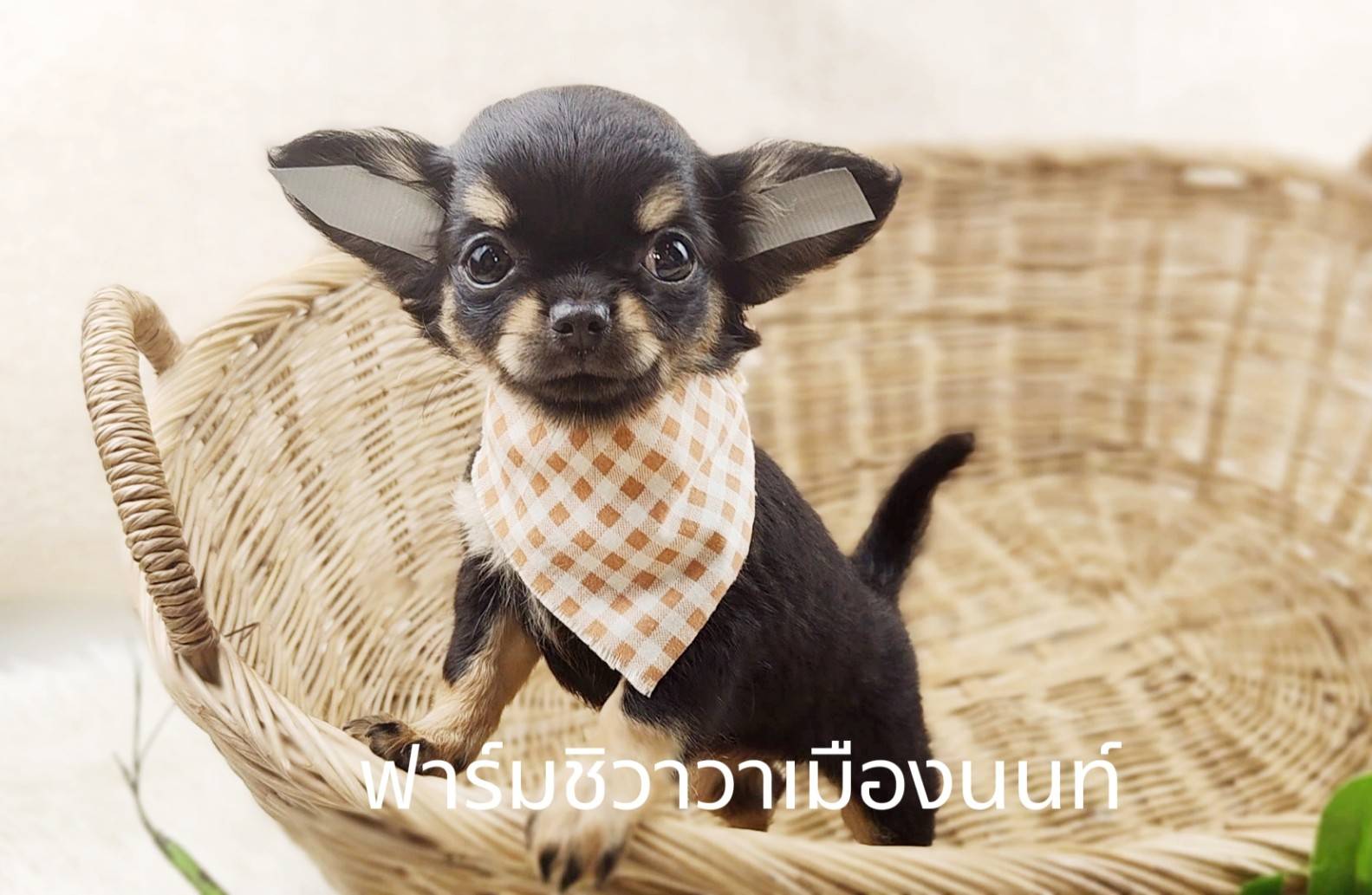 สาวลำไย ฟาร์มชิวาวาเมืองนนนท์