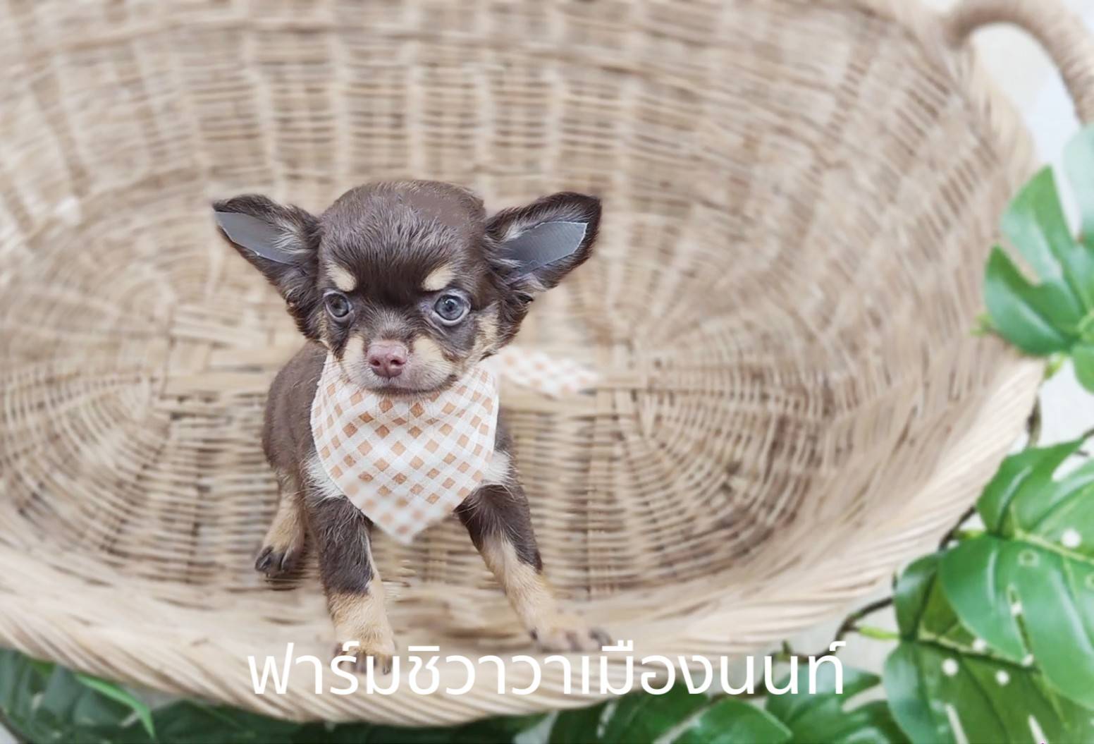 หนุ่มอิ๊กคิว ฟาร์มชิวาวาเมืองนนท์