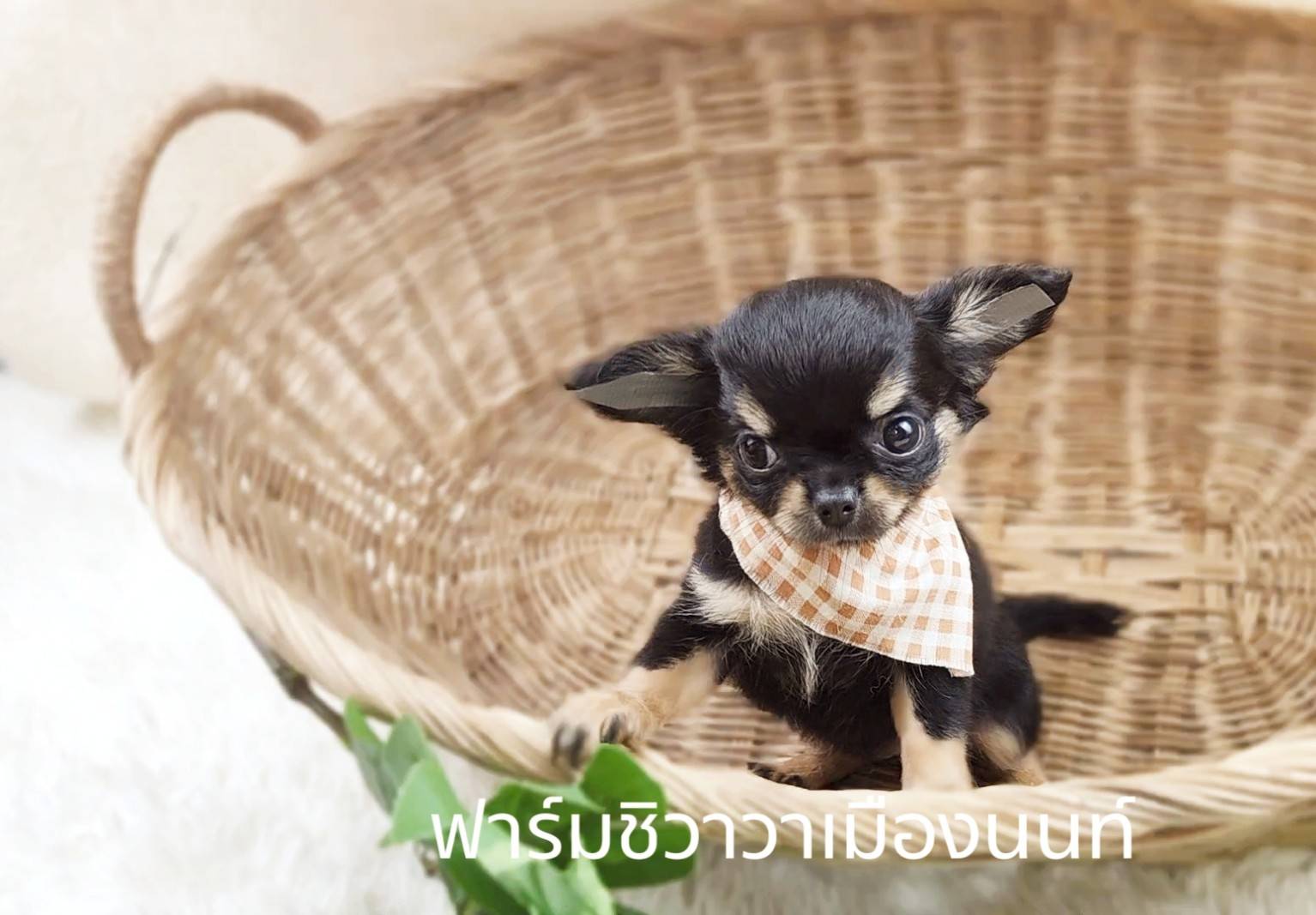 สาวลำไย ฟาร์มชิวาวาเมืองนนนท์