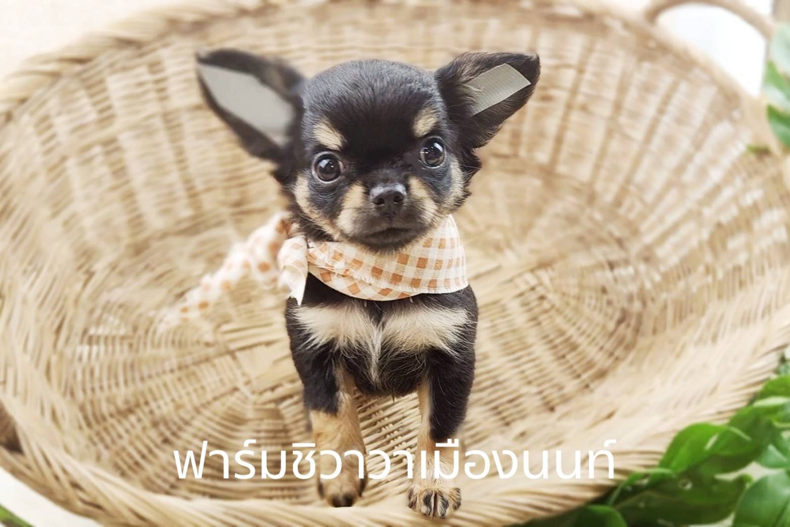 สาวลำไย ฟาร์มชิวาวาเมืองนนนท์