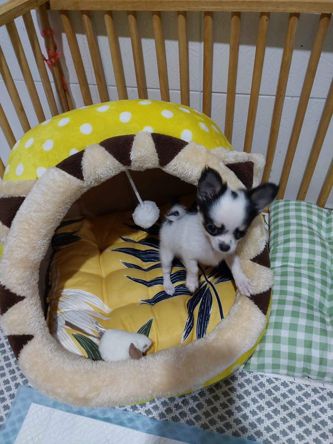 น้องซีซ่าน่ารัก ชิวาวาทีคับ 4 เดือน ราคา 15,000 เท่าทุน