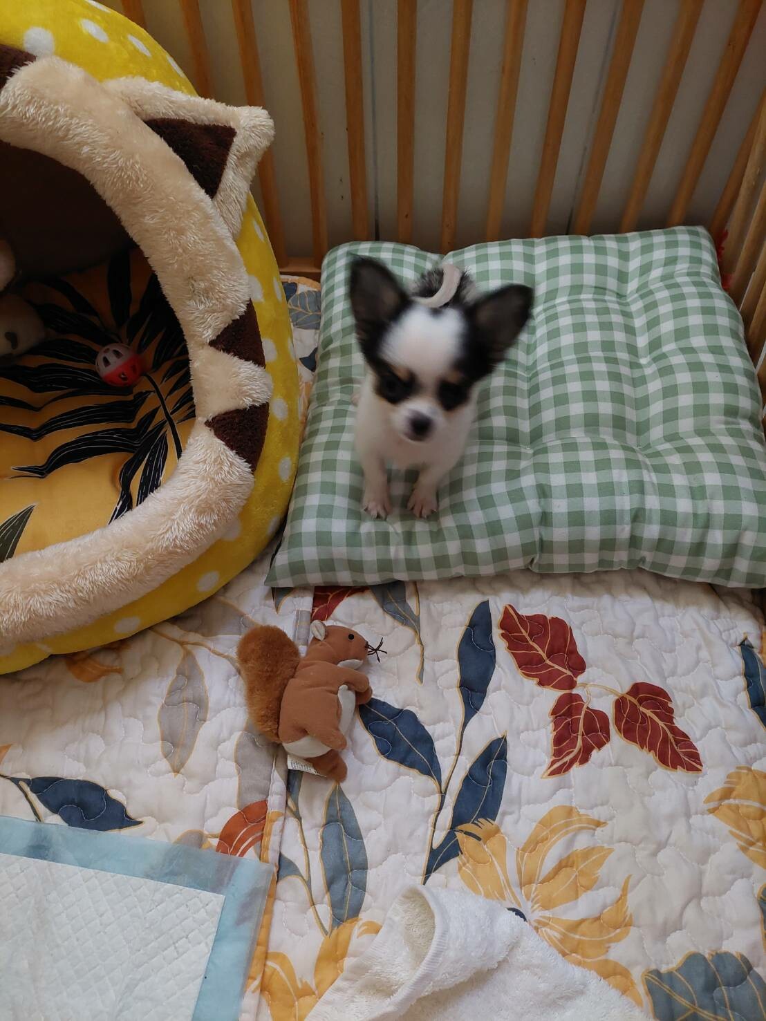น้องซีซ่าน่ารัก ชิวาวาทีคับ 4 เดือน ราคา 15,000 เท่าทุน