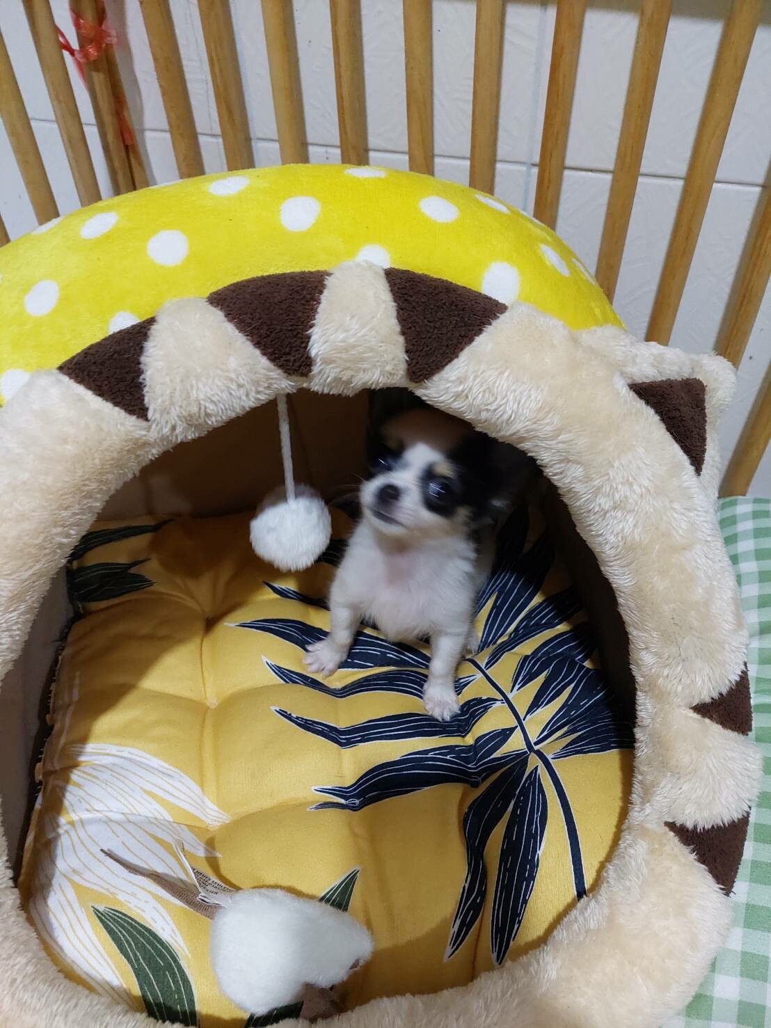 น้องซีซ่าน่ารัก ชิวาวาทีคับ 4 เดือน ราคา 15,000 เท่าทุน