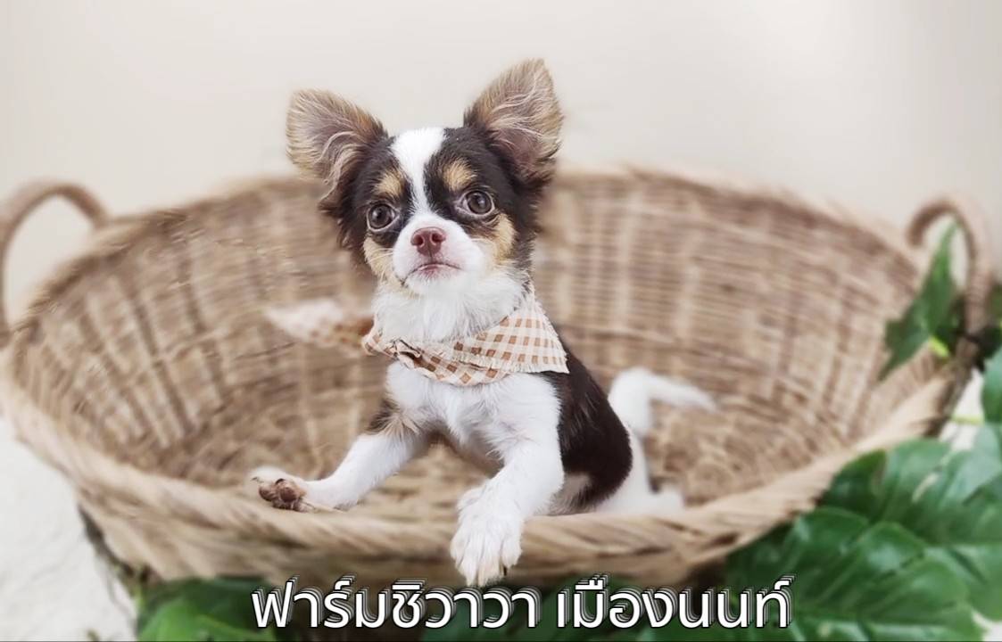 หนุ่มพลูโต ชิวาวาขนยาว