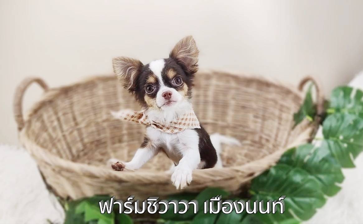 หนุ่มพลูโต ชิวาวาขนยาว