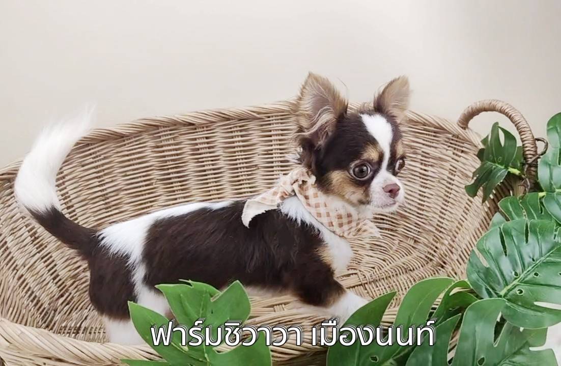 หนุ่มพลูโต ชิวาวาขนยาว