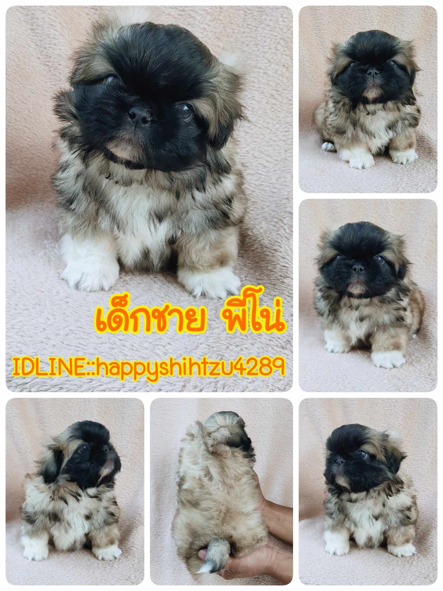 ปักกิ่งแท้9900.-หน้าดำมี20นิ้ว ส่งฟรีกทม.มีปลายทาง line:: happyshihtzu4289
