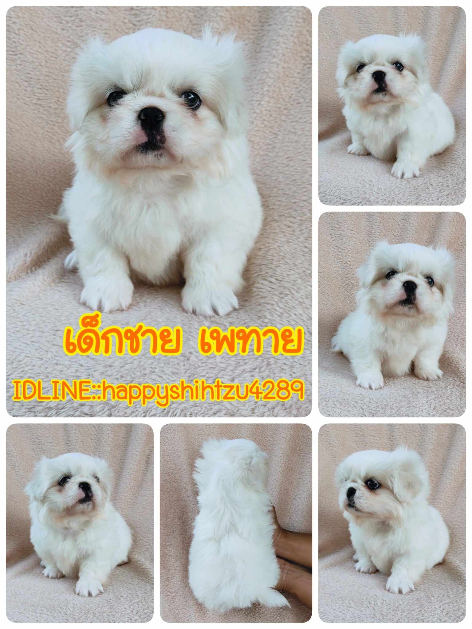 ปักกิ่งแท้8900.-ส่งฟรีกทม.มีปลายทาง line:: happyshihtzu4289