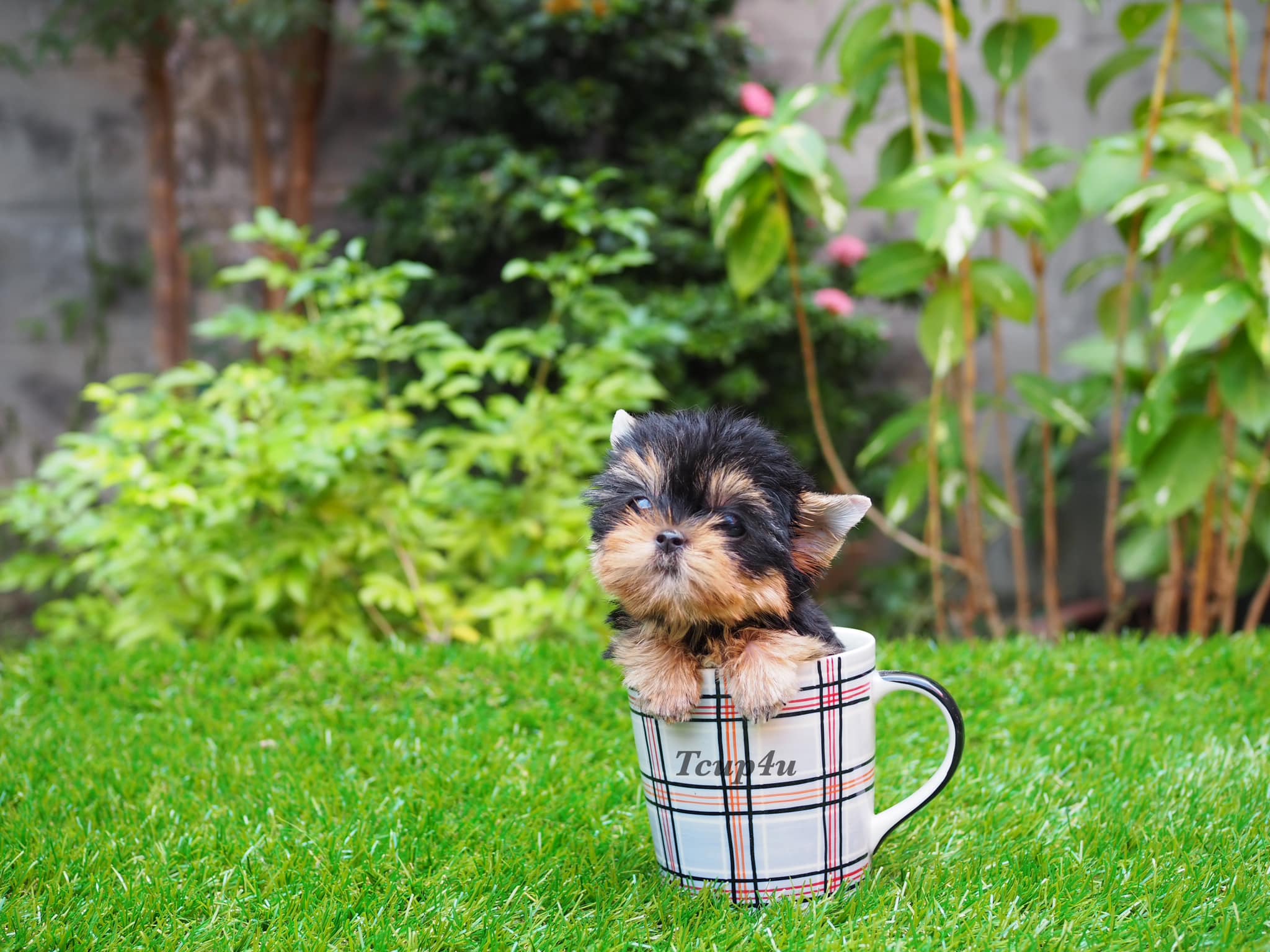 Yorkshire Terrier หน้าตุ๊กตา เกรดเอ size ทีคัพ และ size Toy เกรดเอ