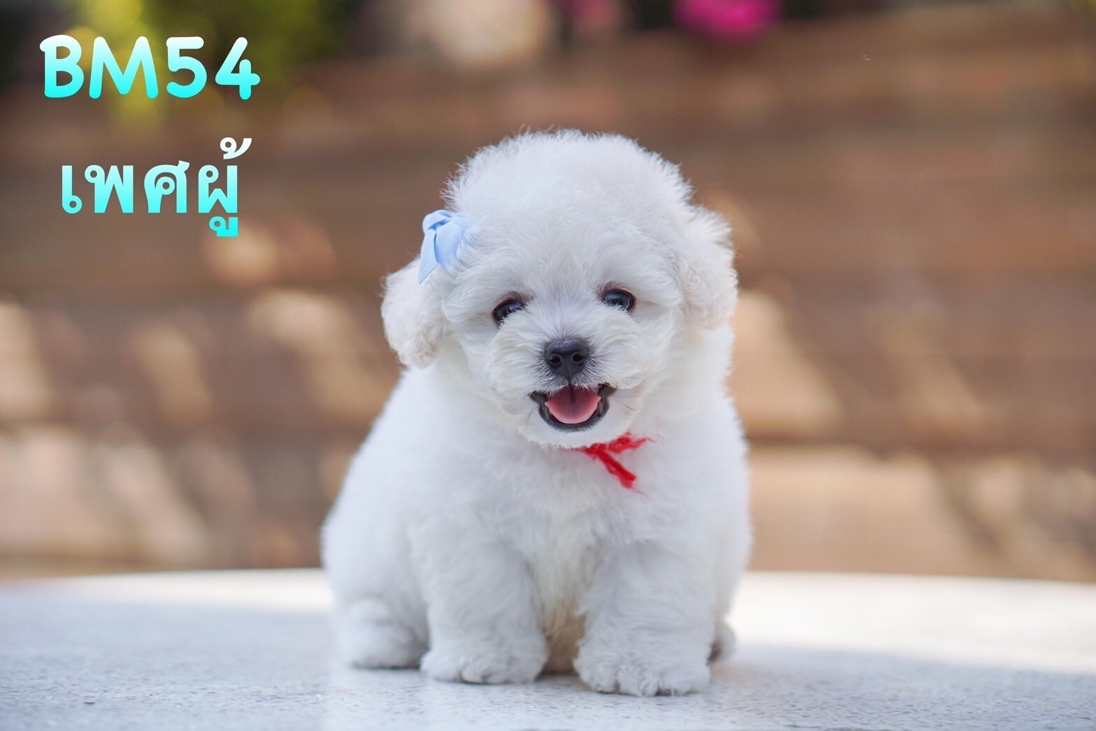 บิชอง ฟริเซ่ – Bichon Frise ญ ช รับบัตรเครดิตทุกธนาคาร ไม่มีชาร์จ
