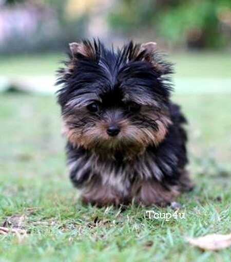 Yorkshire Terrier หน้าตุ๊กตา ไซร์ทีคัพ และ ไซร์ทอย