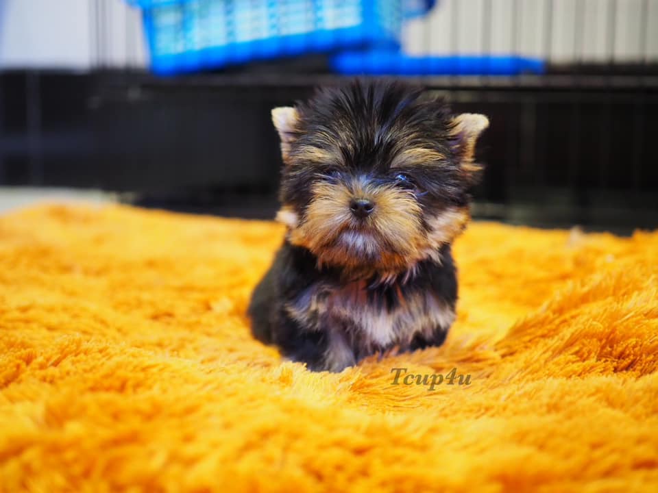 จำหน่าย Yorkshire Terrier หน้าตุ๊กตา Size Tcup และ Size ทอย เกรดเอ
