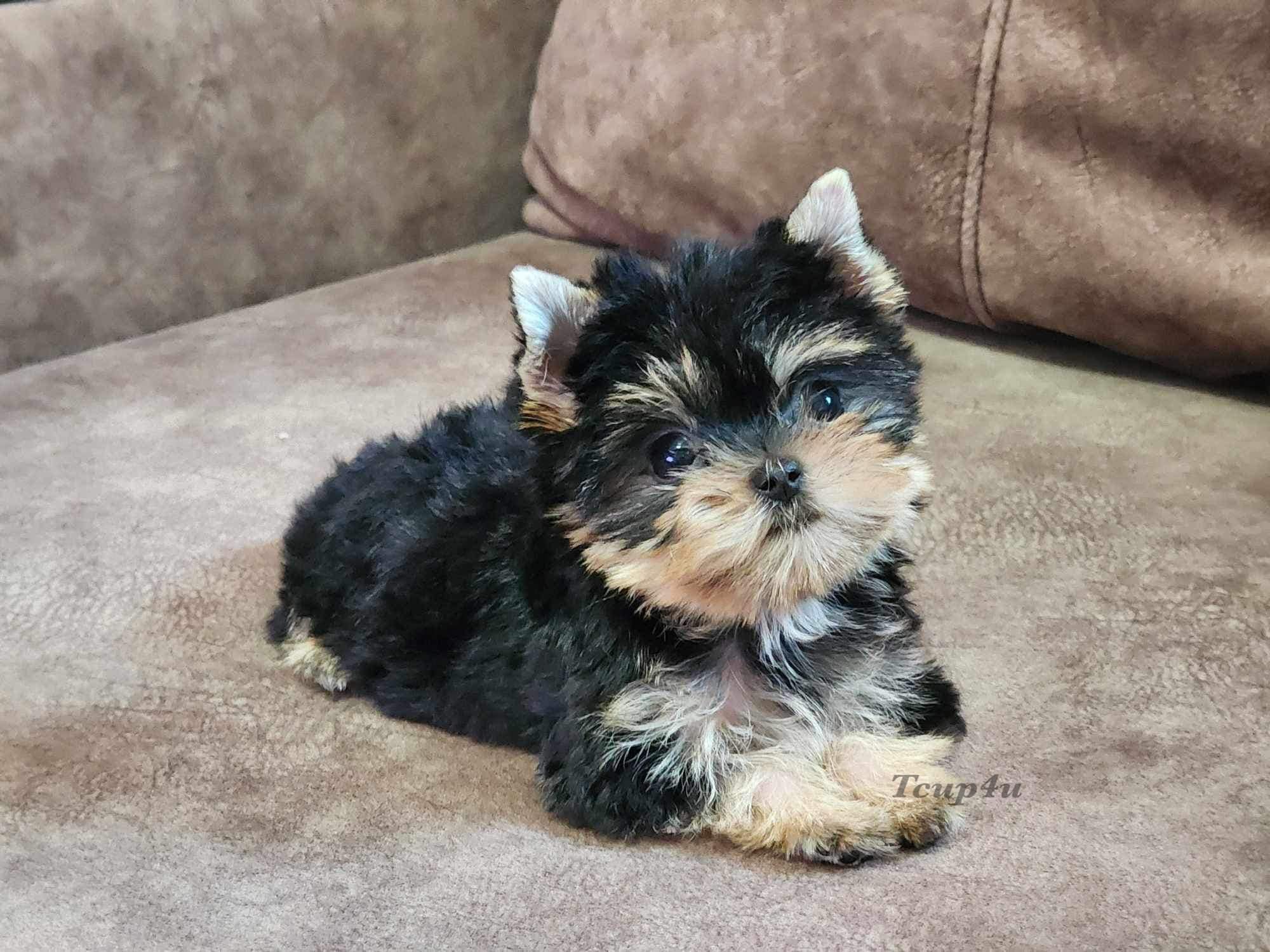 จำหน่าย Yorkshire Terrier หน้าตุ๊กตา Size Tcup และ Size ทอย เกรดเอ