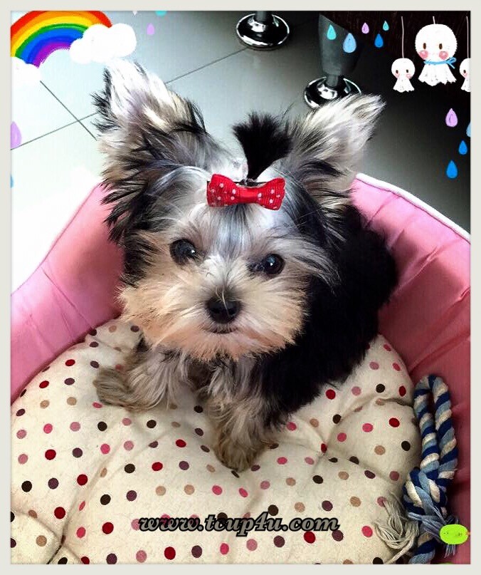 จำหน่าย Yorkshire Terrier หน้าตุ๊กตา Size Tcup และ Size ทอย เกรดเอ