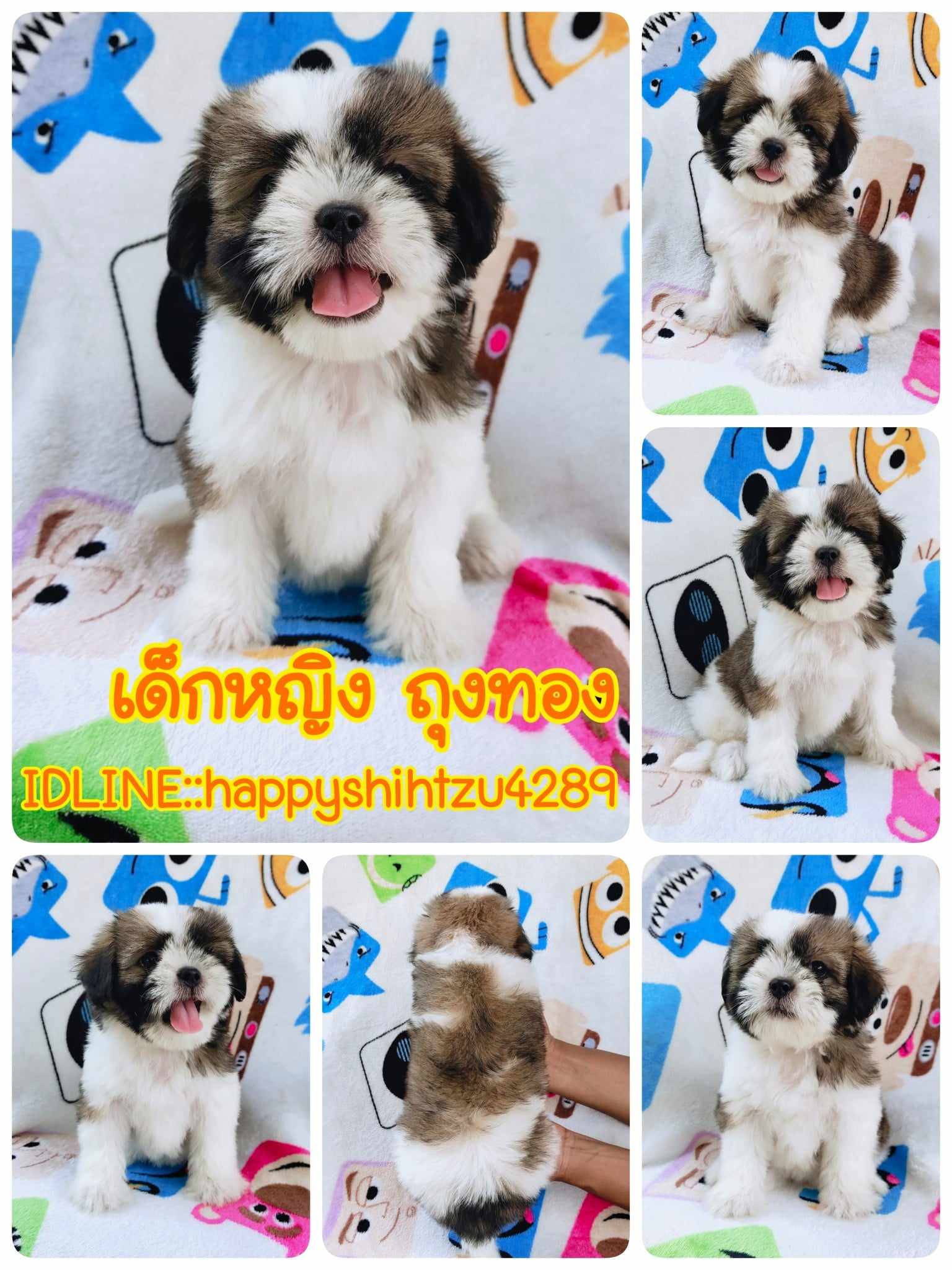 ชิสุผสมปอม3500.-ส่งฟรีกทม.มีปลายทาง line:: happyshihtzu4289