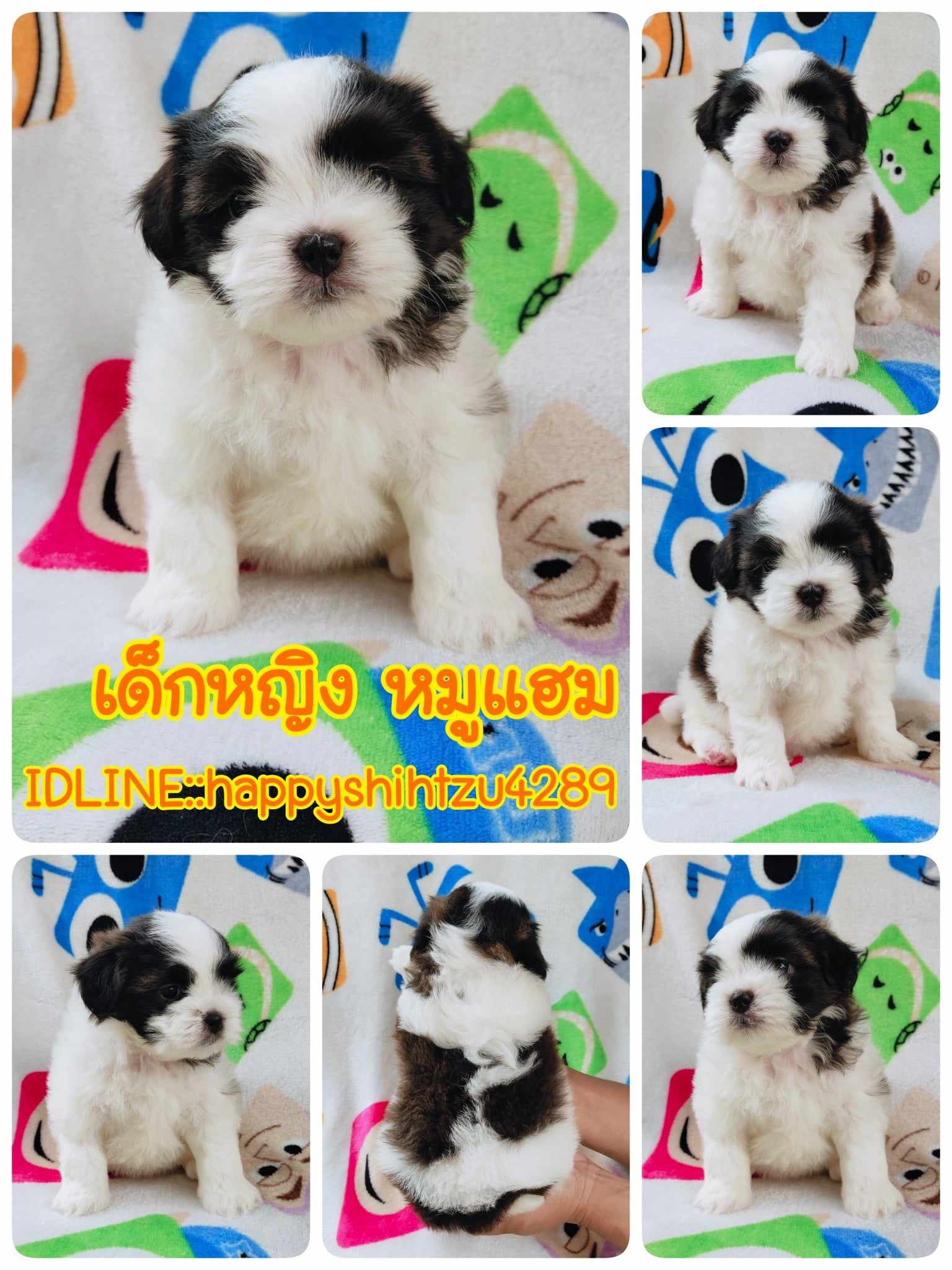 ชิสุผสมปอม3500.-ส่งฟรีกทม.มีปลายทาง line:: happyshihtzu4289