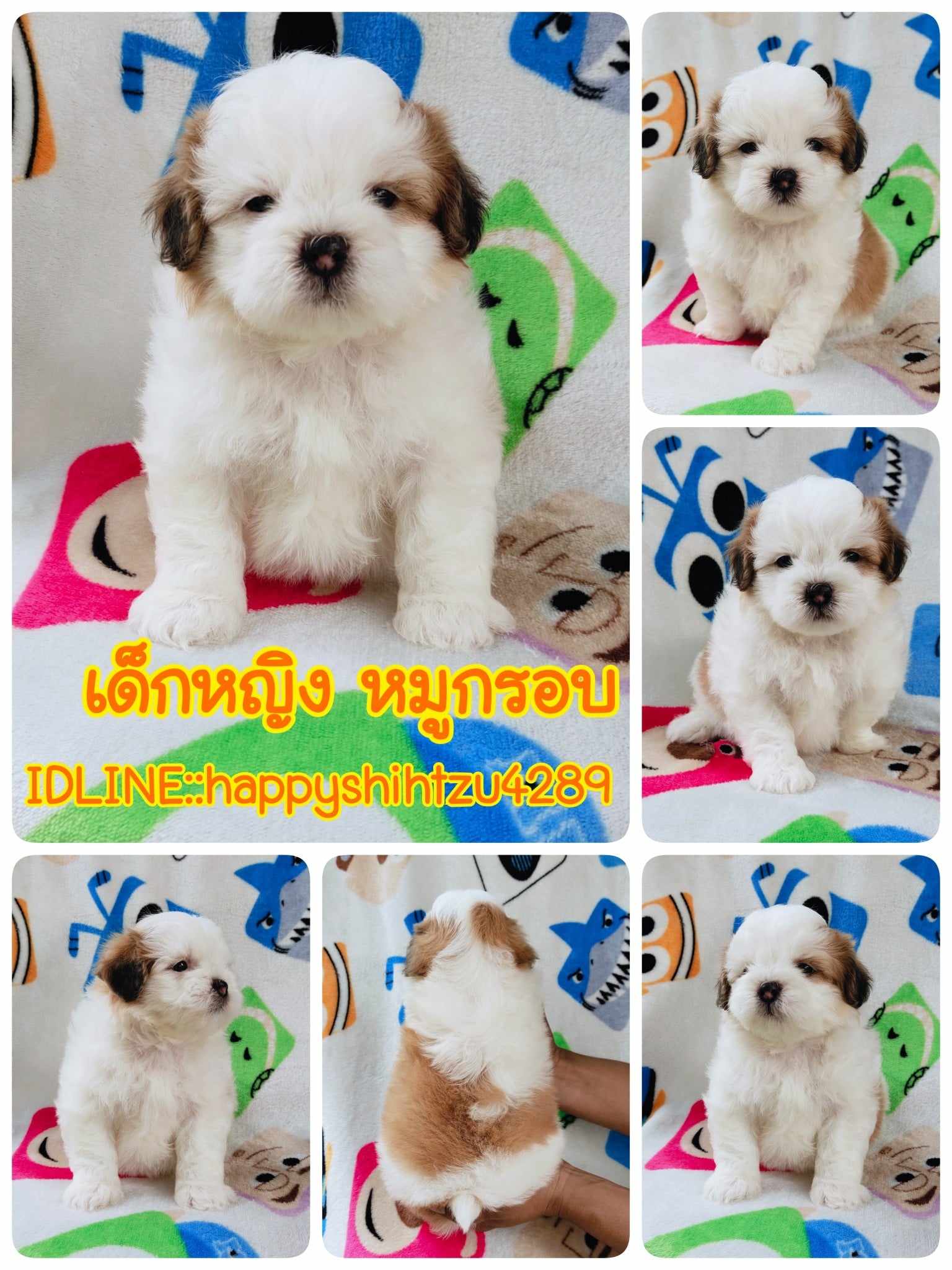 ชิสุผสมปอม3500.-ส่งฟรีกทม.มีปลายทาง line:: happyshihtzu4289