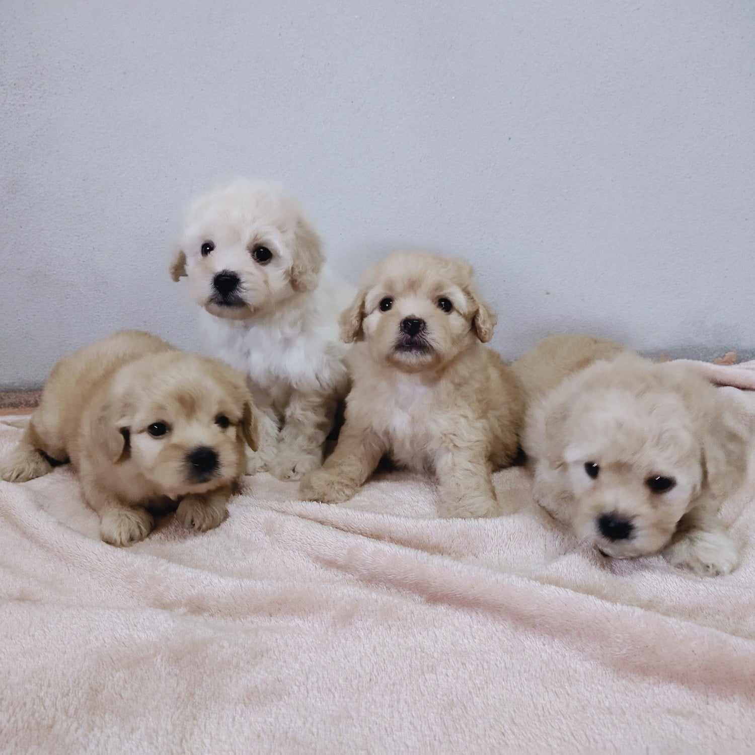 ชิสุผสมพุดเดิ้ล3500.-ส่งฟรีกทม.มีปลายทาง line:: happyshihtzu4289