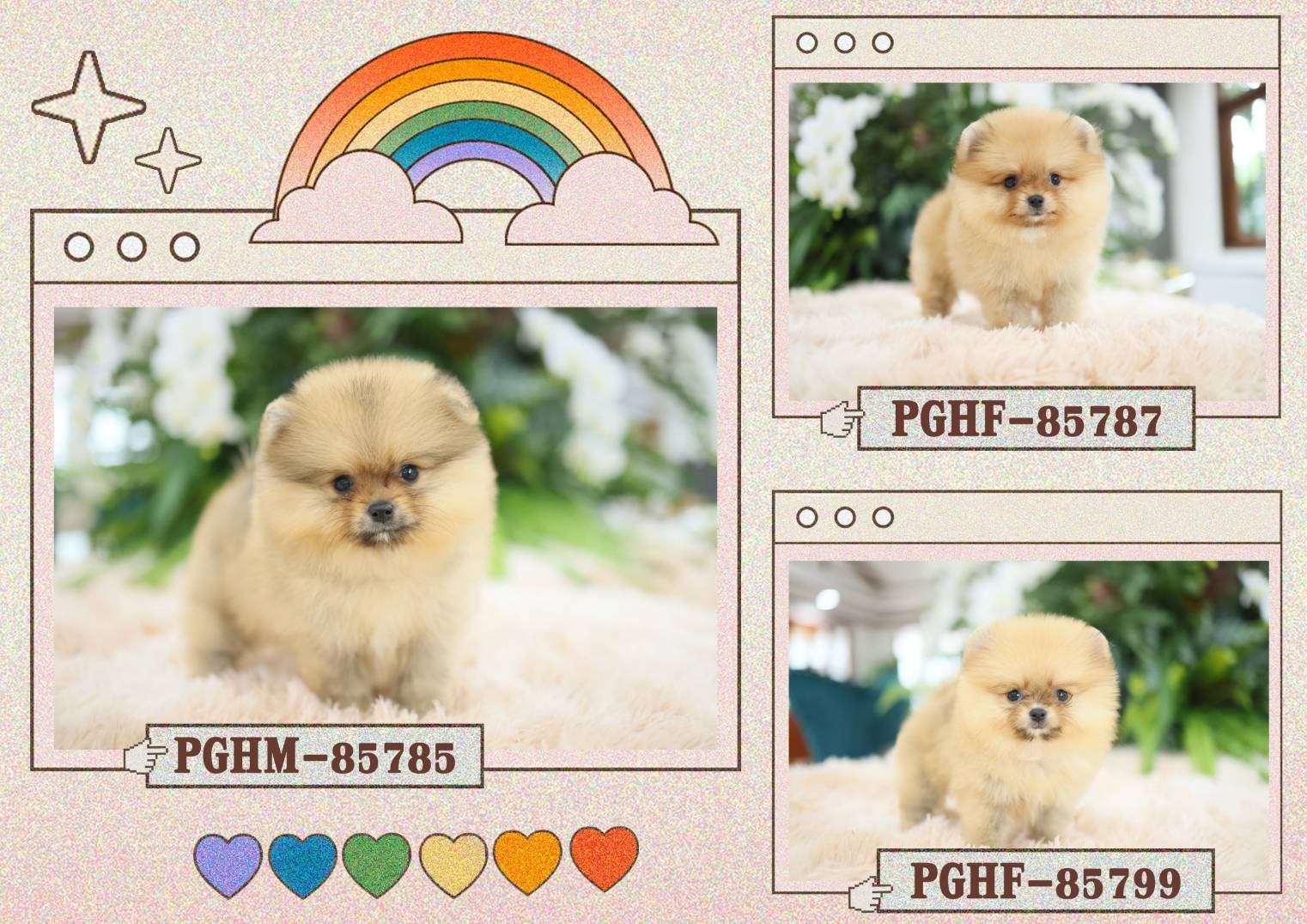 ขายน้องปอมเกรดเลี้ยงเล่นน่ารักๆ