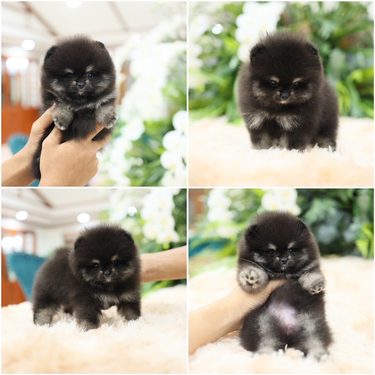 รอน้องผู้หญิงสีแบล็กแทนอยู่หรือป่าววว