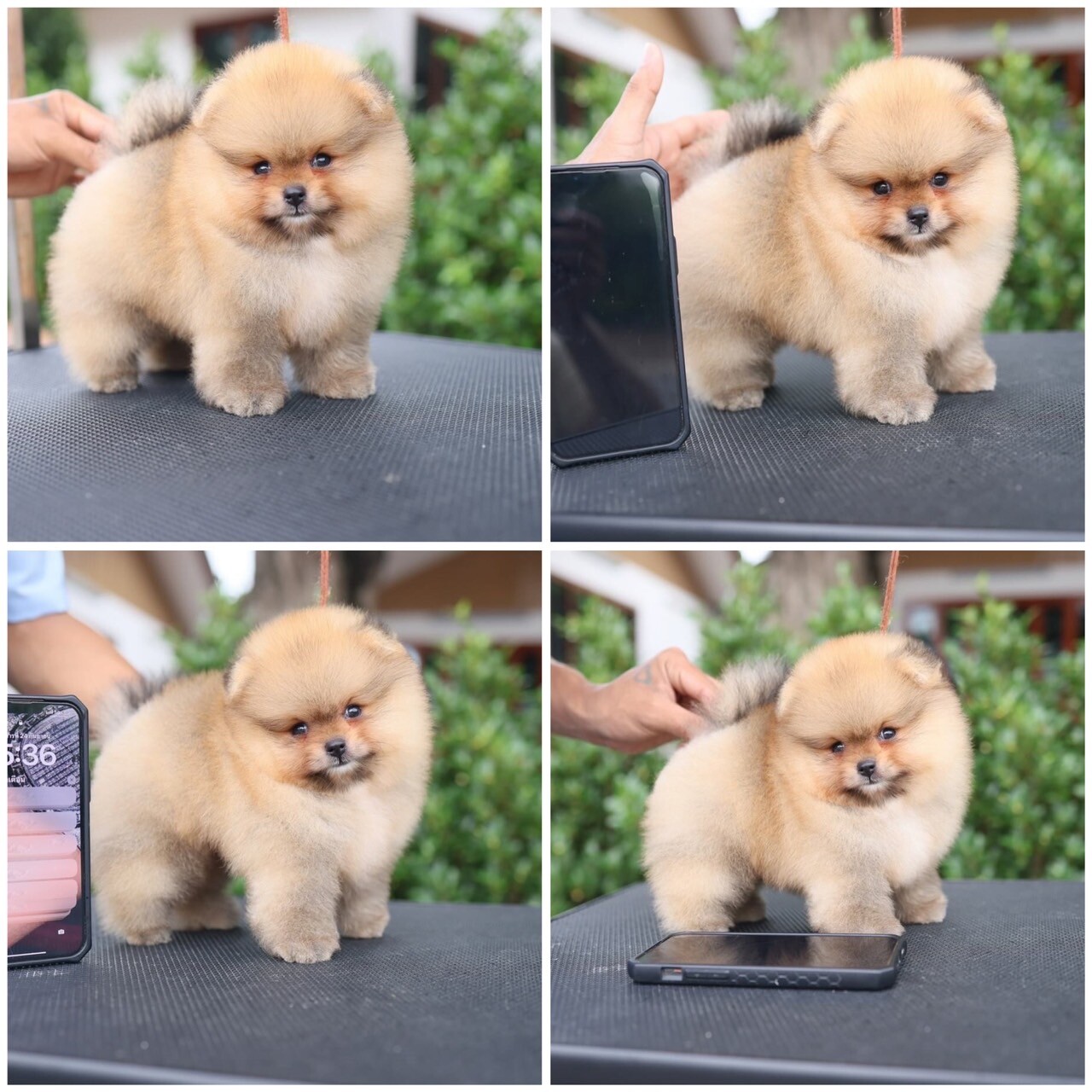 ผู้ชายหน้าสั้น ขขแน่น ตัวเล็ก น่าร๊ากกกก