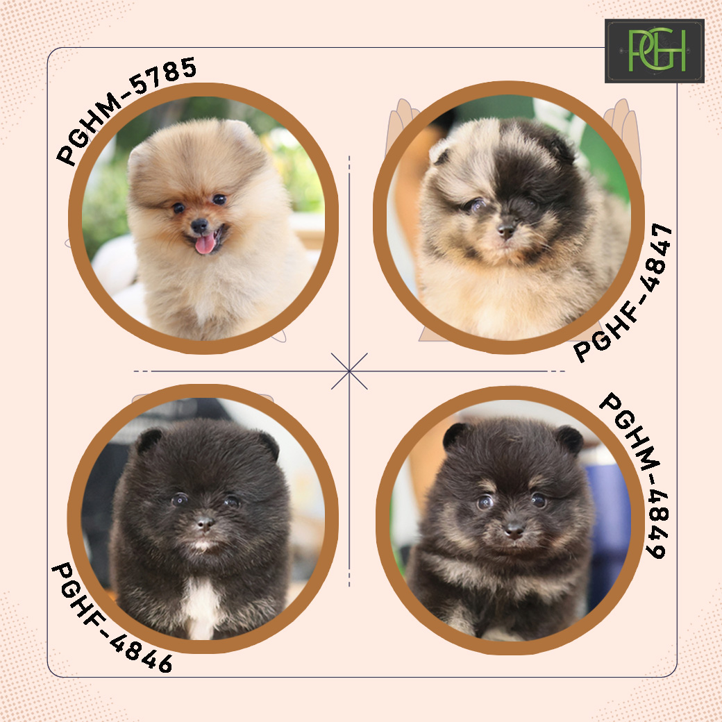มองหน้าปอมแท้ น่ารัก ขนแน่น สินสอดไม่สูงมากอยู่หรือป่าวว