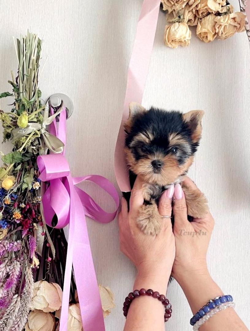จำหน่าย Yorkshire Terrier หน้าตุ๊กตา Size Tcup และ Size ทอย เกรดเอ