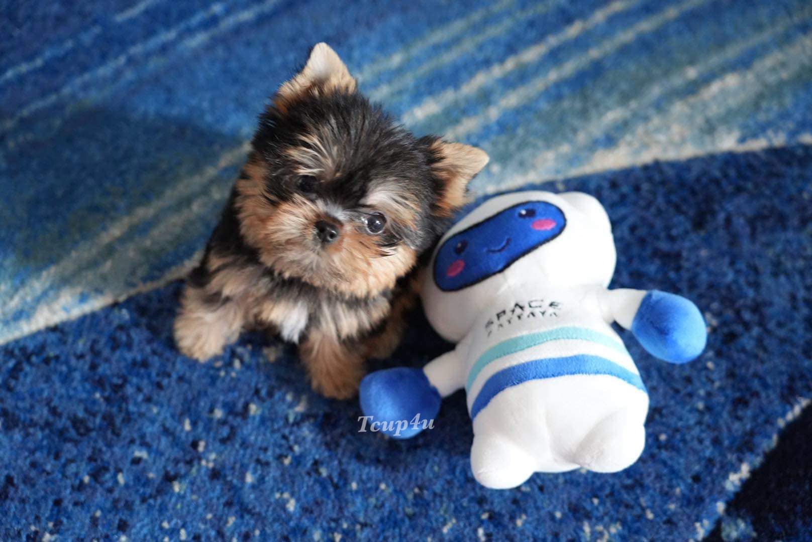 Yorkshire Terrier หน้าตุ๊กตา ไซร์ทีคัพ และ ไซร์ทอย