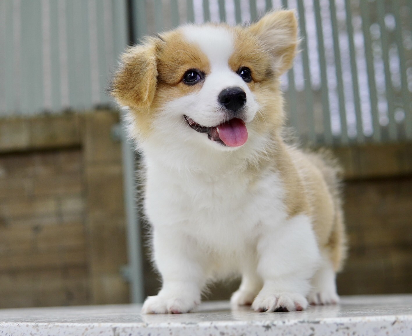 ลูกคอร์กี้ (Corgi) เพศผู้ พร้อมย้ายบ้าน รับบัตรเครดิตทุกธนาคาร