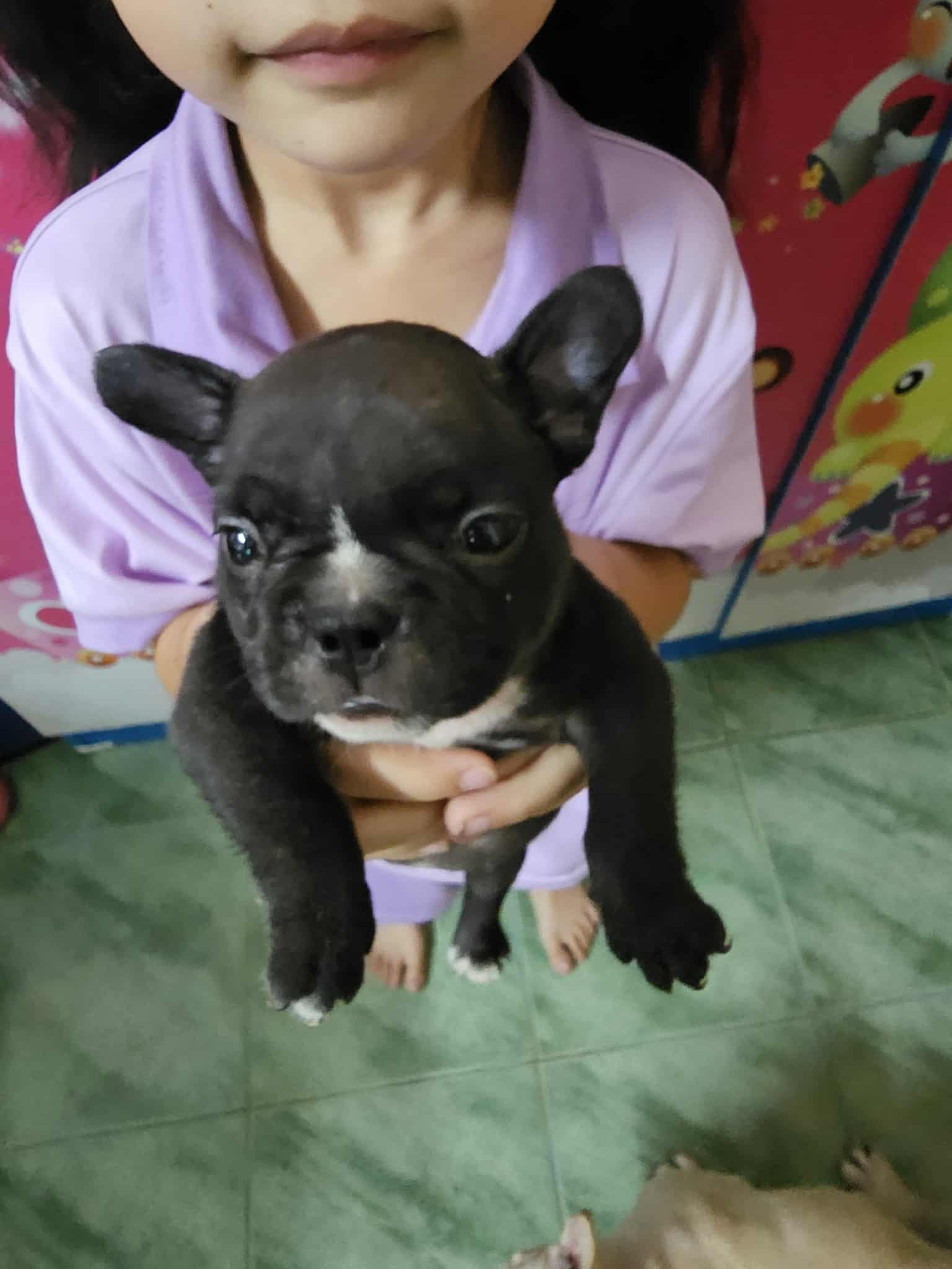 น้องเฟรนบลูด็อก หาบ้าน ราคา เบาๆ