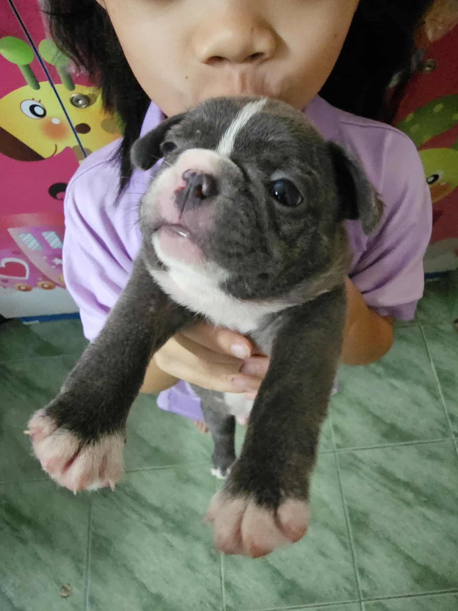 น้องเฟรนบลูด็อก หาบ้าน ราคา เบาๆ
