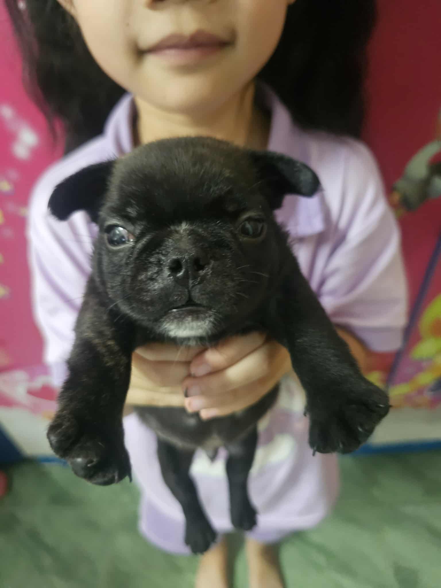 น้องเฟรนบลูด็อก หาบ้าน ราคา เบาๆ