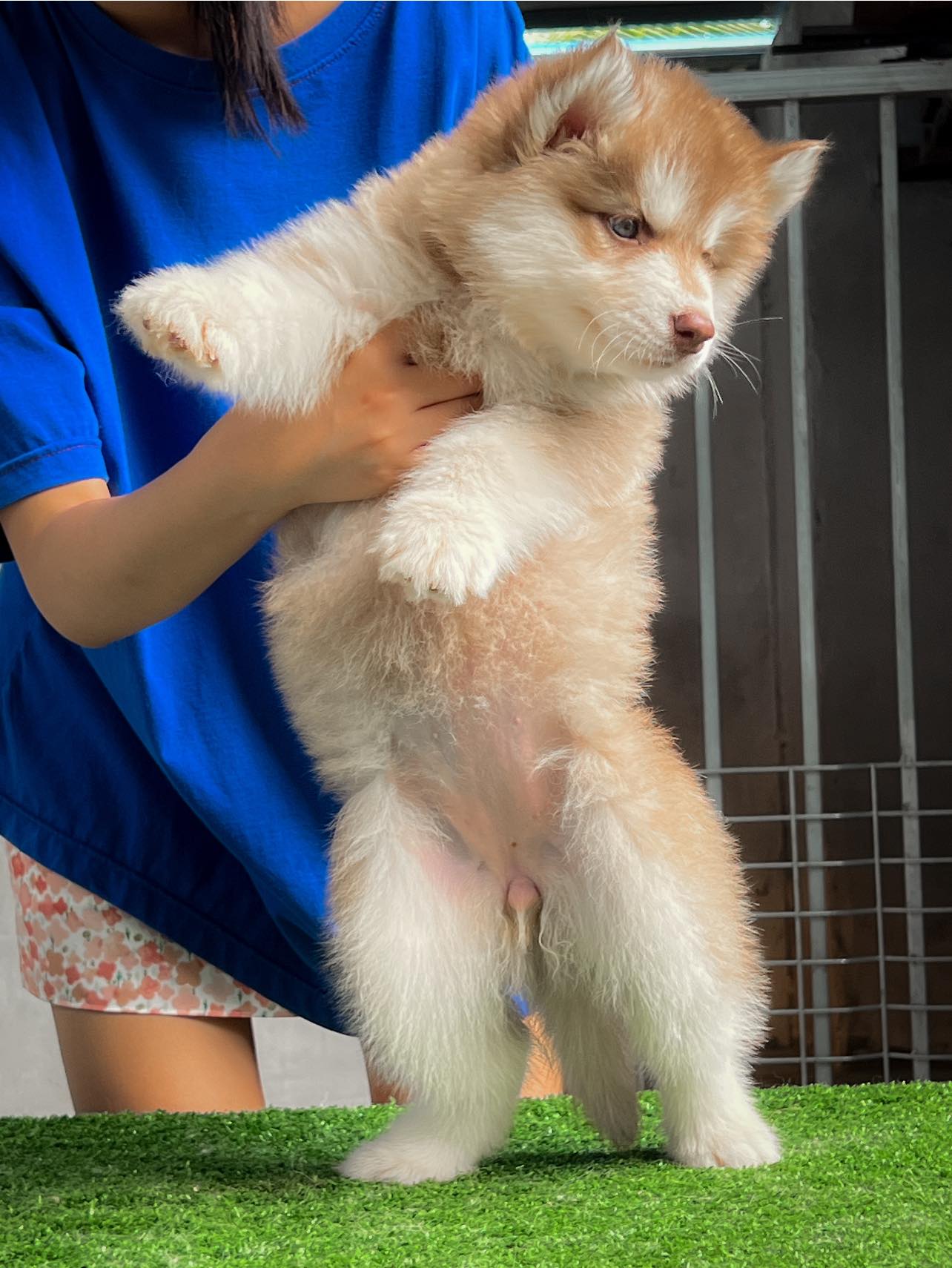 จำหน่ายไซบีเรียนฮัสกี้ สายเลือดดี Promotion sale