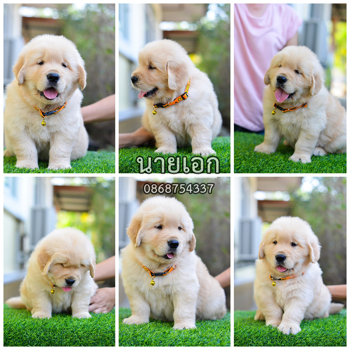 ขายลูกโกลเด้นแท้-ลูกโกลเด้นรีทรีฟเวอร์ พร้อมส่งลูกค้า กรุงเทพฯ,นนทบุรี,ปทุมธานี,