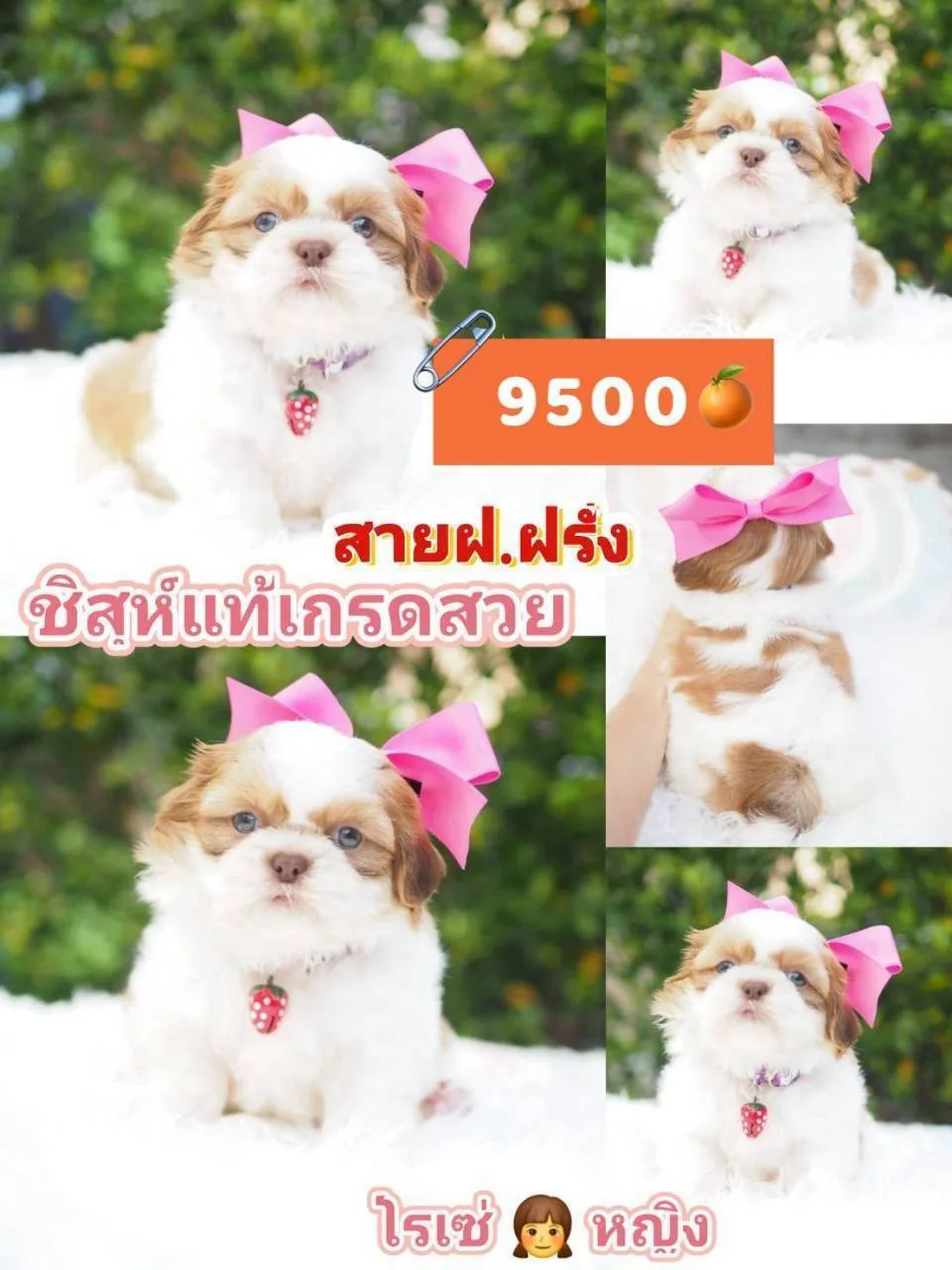 ชิสุห์แท้ สายฝ.สวยมาก
