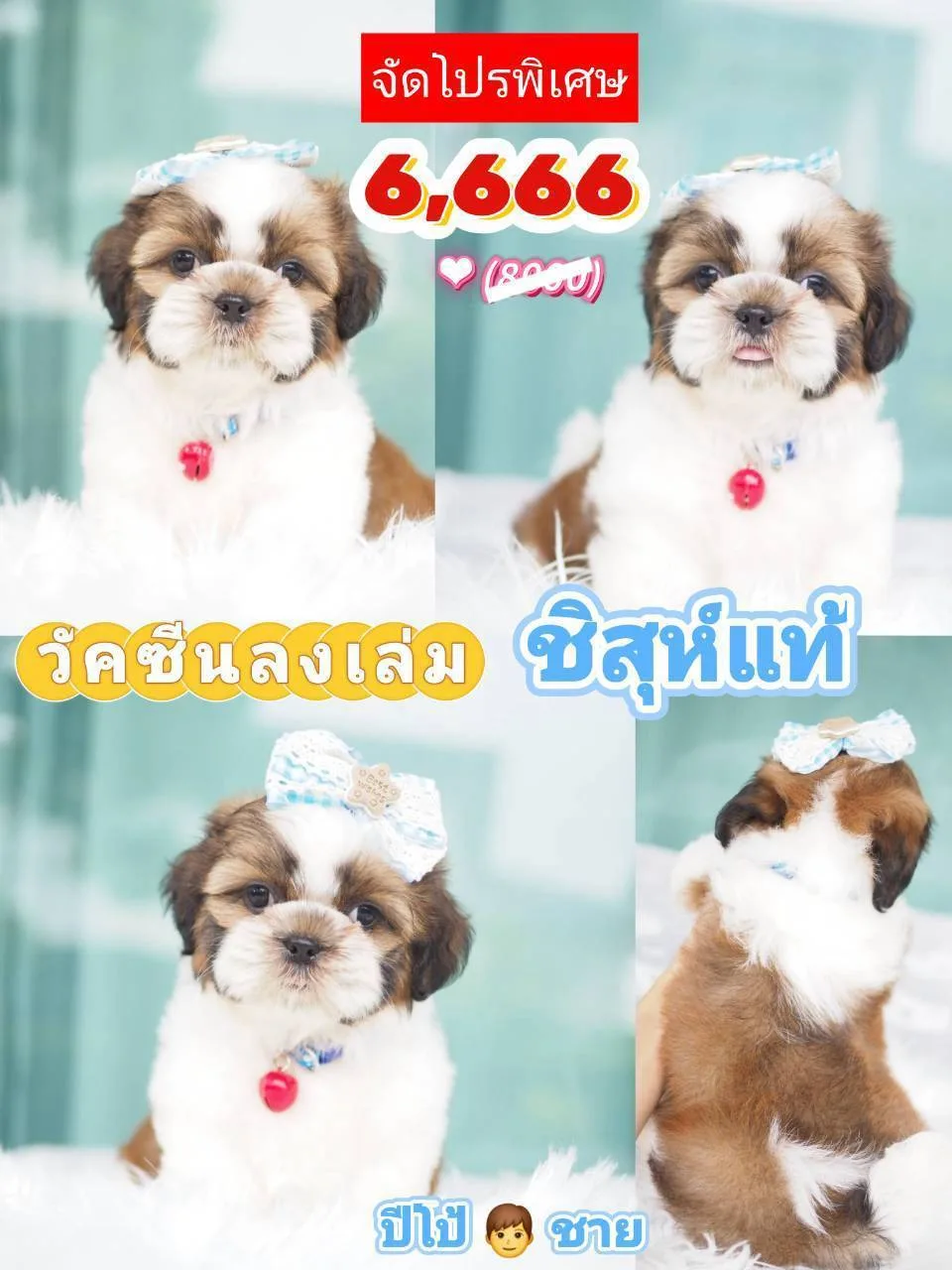 ชิสุห์แท้