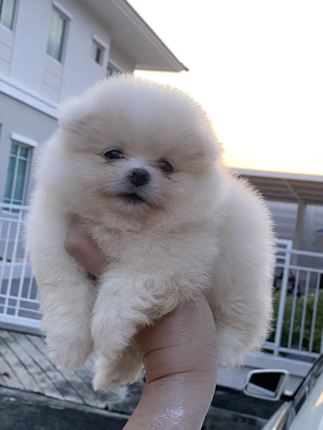 ลูกปอมเมอเรเนียนแท้ อ้วนกลมฟู  ขี้อ้อน ติดคนมากๆ