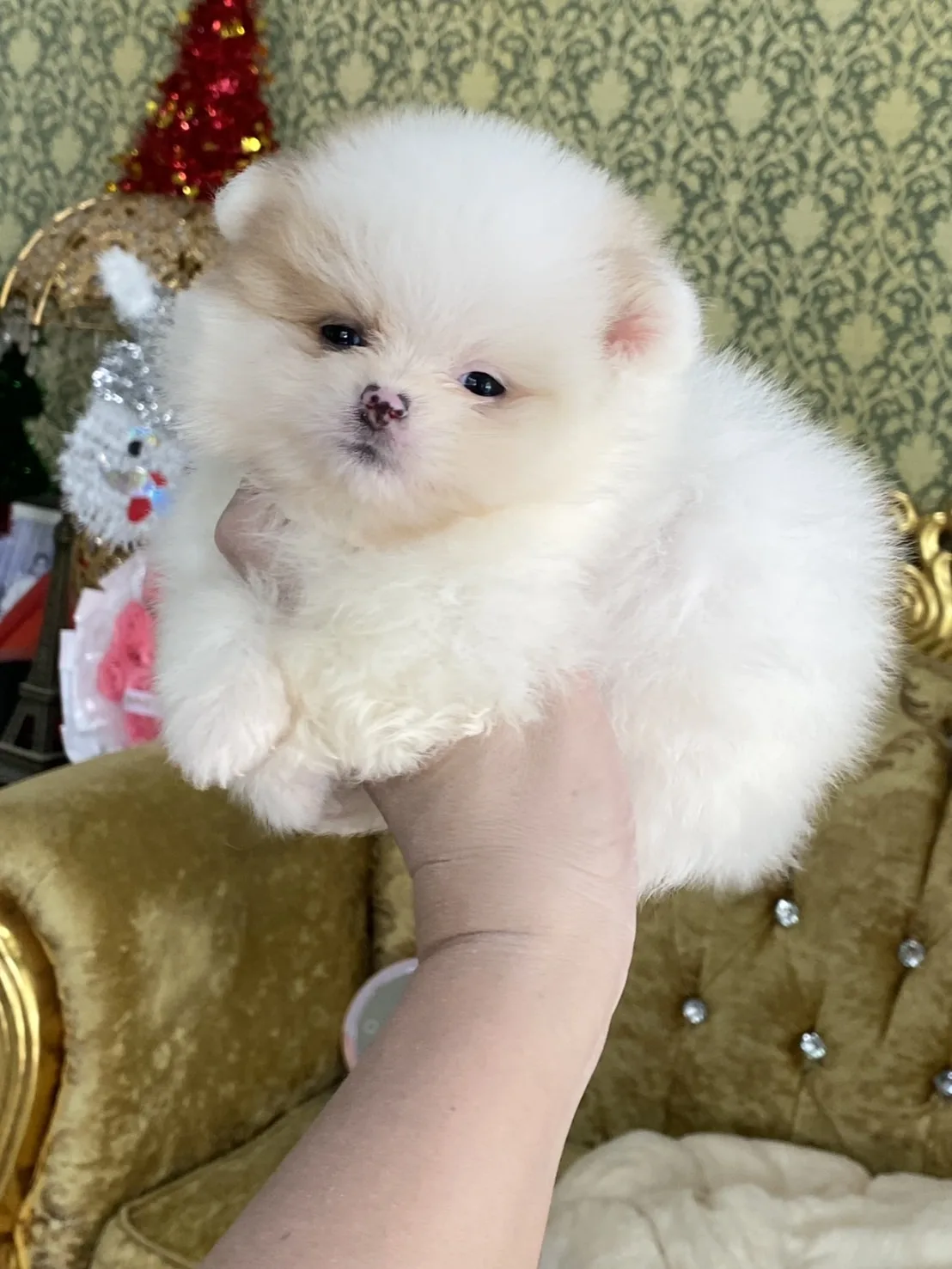 ลูกปอมเมอเรเนียนแท้ อ้วนกลมฟู  ขี้อ้อน ติดคนมากๆ